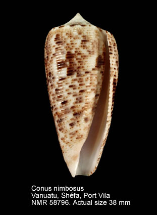 Conus nimbosus.jpg - Conus nimbosusHwass,1792